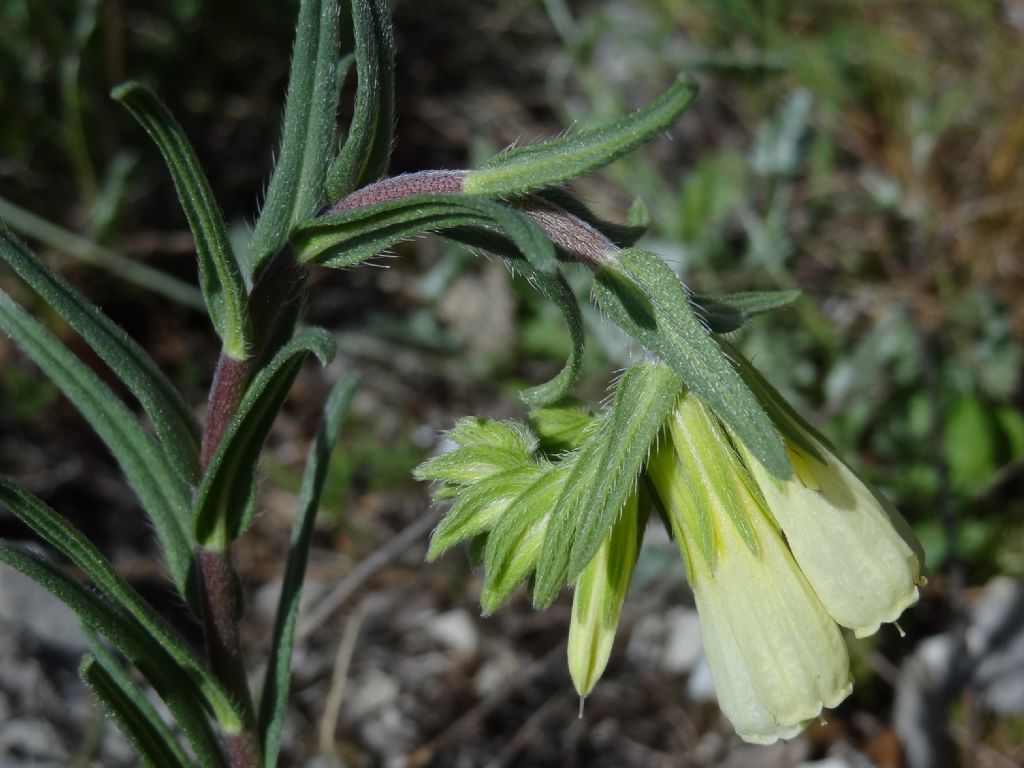 Onosma echioides / Viperina comune